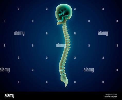 Conceptual Image Of Human Skull And Spinal Cord Stock Photo Alamy