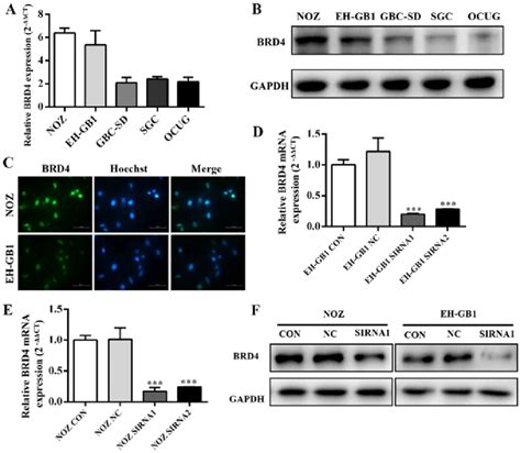 Expression And Knockdown Efficiency Of Brd In Gbc Cell Lines A And