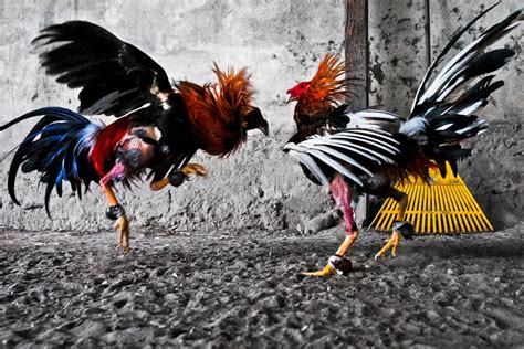 Cockfighting Sport And Culture Breeding Training Of Cocks Cockfight