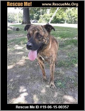 - Tennessee Mountain Cur Rescue - ADOPTIONS - Rescue Me!