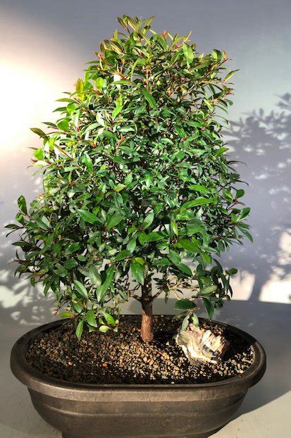 Flowering Brush Cherry Bonsai Treechristmas Tree Styleeugenia Myrtifolia