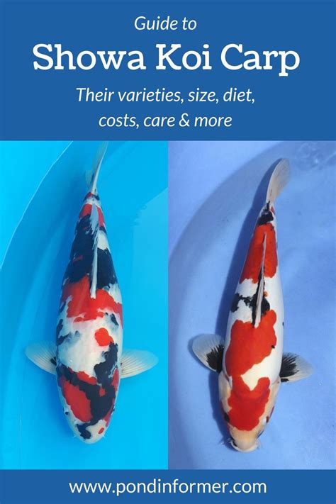 Guide To Tancho Koi Pics Facts Artofit