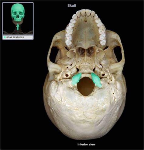 Psio Bone Features Markings Axial Skeleton Flashcards Quizlet