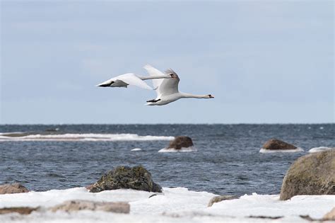 On kevät