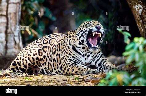 Jaguar Roaring