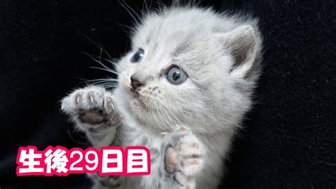 【生後29日目の子猫】遊びに夢中な赤ちゃん猫が可愛過ぎる！＃55 Youtube