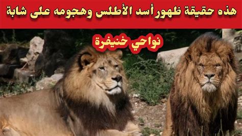 هذه حقيقة ظهور أسد الأطلس في المغرب وهجومه على شابة ضواحي خنيفرة Youtube