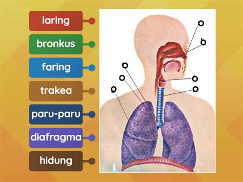 Sistem Pernapasan Manusia Labelled Diagram