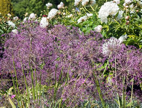 Star of Persia Guide: How to Grow & Care for “Allium Cristophii”