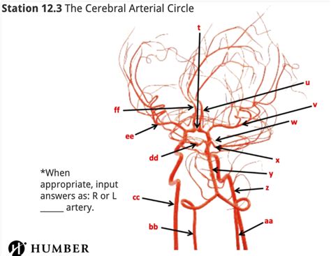 Lab 3 The Cerebral Arterial Circle 2 Diagram Quizlet