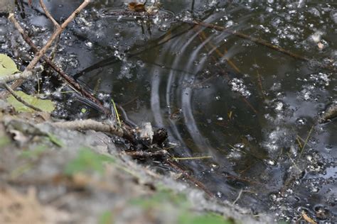 Alla Riserva Naturale Delle Monticchie UNITRE Sede Di Lodi