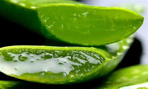 Aloe Vera Conoce Sus Usos Propiedades Y Contraindicaciones