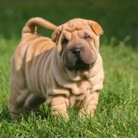 Todo Lo Que Necesitas Saber Sobre La Raza De Perro Shar Pei La Web De