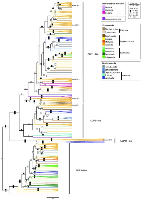 Phylogenetic Reconstruction Of Metazoan Aqps Bayesian Tree Obtained