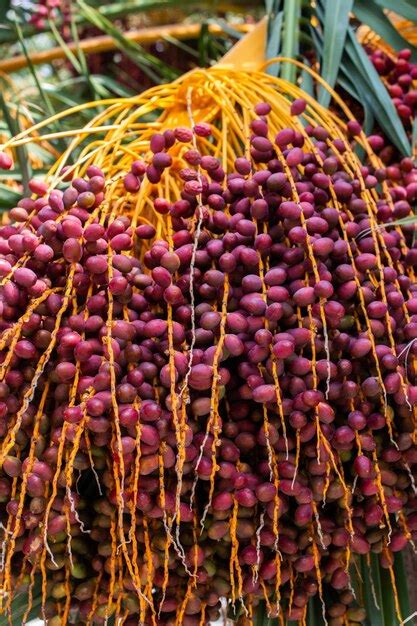 Premium Photo Date Palms Fruits On A Date Palms Tree