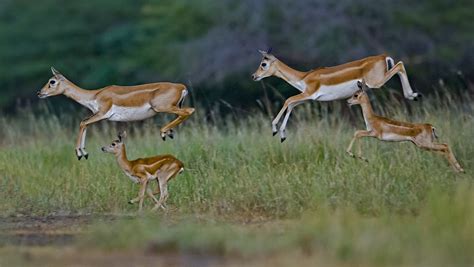 Blackbuck National Park Archives | RoundGlass | Sustain