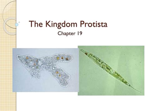 Ppt The Kingdom Protista Powerpoint Presentation Free Download Id2273578