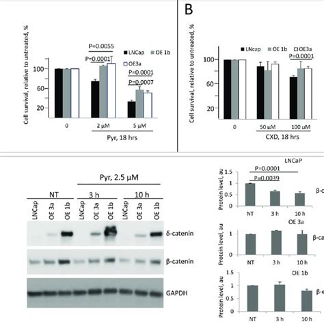 Characterization Of δ Catenin Binding Complex A B Comparison Of