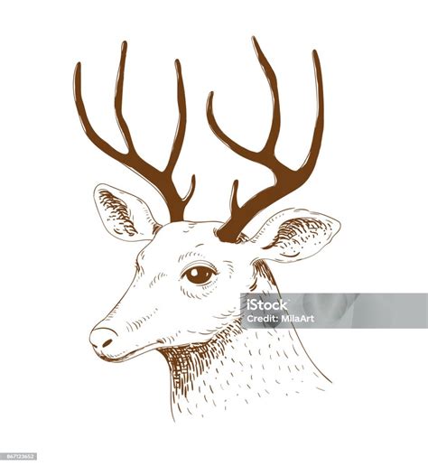 Kepala Rusa Sketsa Yang Digambar Dengan Tangan Ilustrasi Vektor