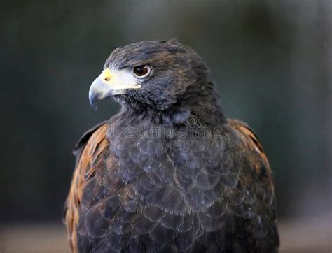 Falconry Harris Hawk Parabuteo Unicinctus Bird Of Prey Stock Photo