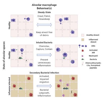 Actualit S Scientifiques M Dicales Cell Macrophagesalv Olaires