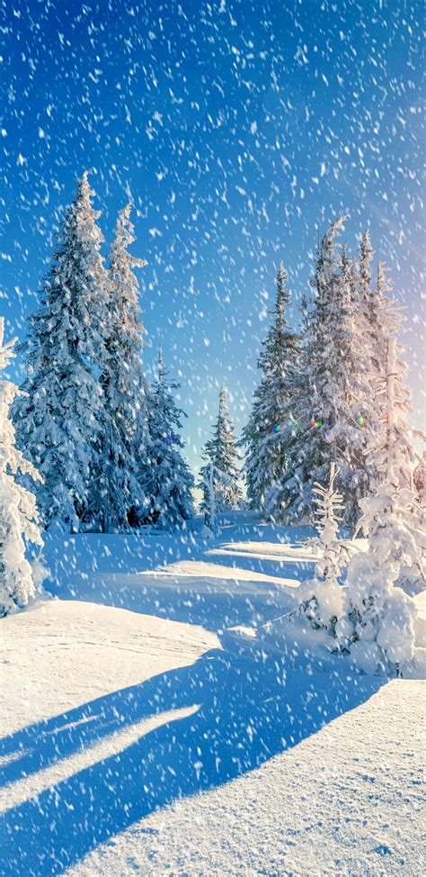 Winter Snowfall Tree Wallpapers Wallpaper Cave