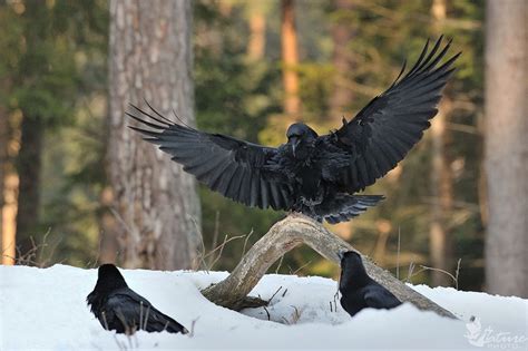 Bald Eagle Crow Raven