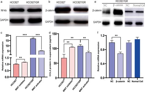 Ccl Expression Was Higher And Regulated By Catenin In Hcc Gr A