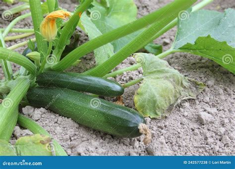 Zucchini Ready for Harvest on Plant in Garden Stock Photo - Image of organic, nature: 242577238