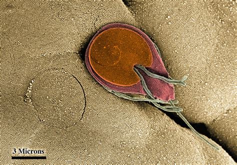 Sem Of The Ventral Surface Of Giardia Trophozoite Digital Art By Callista Images Pixels