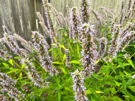 Agastache Black Adder Gardening Plants Directory By RightPlantz LLC