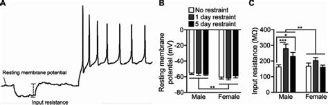 Sex Differences In Electrophysiological Properties And Voltage Gated