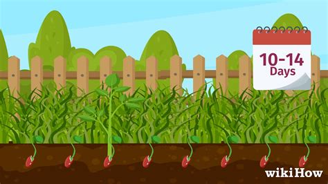 How To Grow Kidney Beans Youtube