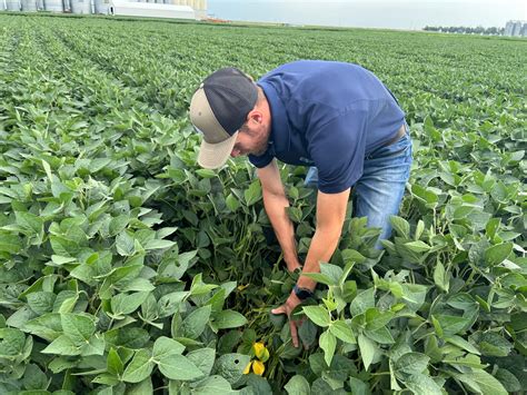 Peterson Farms Seed: Evaluating Yield Data | Red River Farm Network 