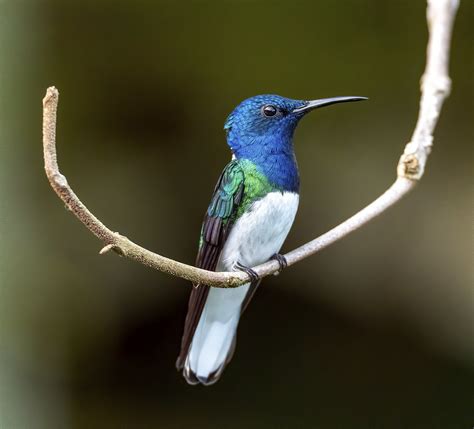 White Necked Jacobin A Really Really Common Hummingbird I Flickr