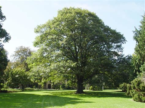 Northern Red Oak Garden Housecalls