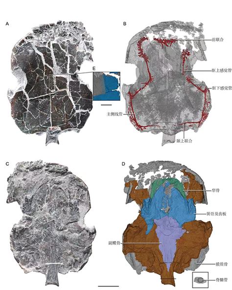 产自云南曲靖会泽县中泥盆世的肺鱼化石新属种——会泽滇双翼鱼揭示肺鱼取食新模式 神秘的地球 科学自然地理探索