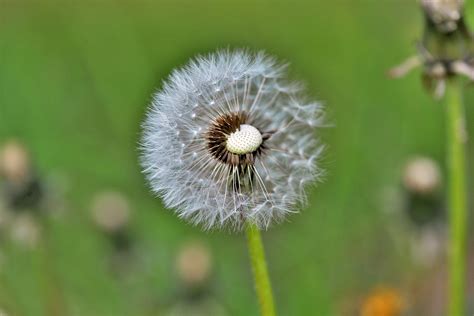 Pusteblume L Wenzahn Natur Kostenloses Foto Auf Pixabay Pixabay