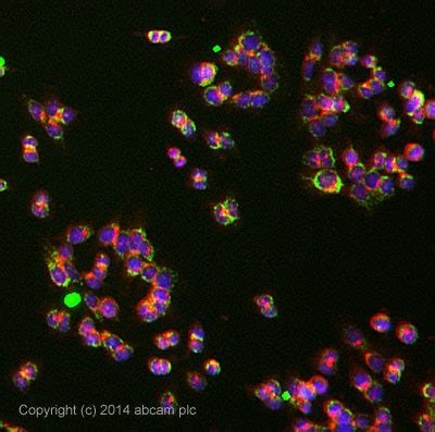 Ubiquinol Cytochrome C Reductase Core I D Ad Ah Abcam