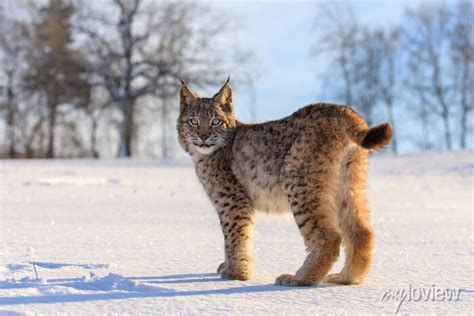Lynx at frosty sunrise. young eurasian lynx, lynx lynx, walks posters ...