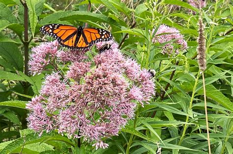 Butterfly Nature - Free photo on Pixabay - Pixabay