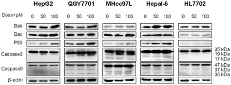 Dihydromyricetin Induces Apoptosis And Inhibits Proliferation In