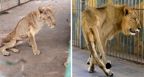 Lions Kandaka And Mansour Are Safe At Al Ma Wa Jordan Sanctuary