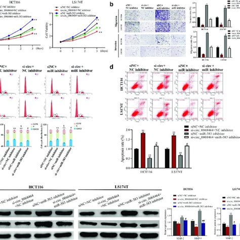 Effects Of Knockdown Of MiR 383 On Circ 0068464 In Colorectal Cancer