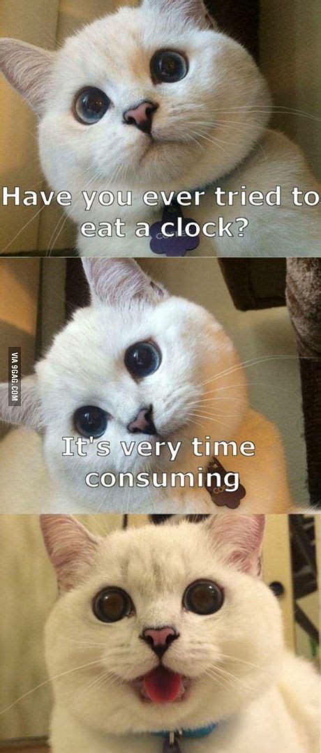 Dats a super cute kitty - Funny | Funny animal memes, Funny animal ...