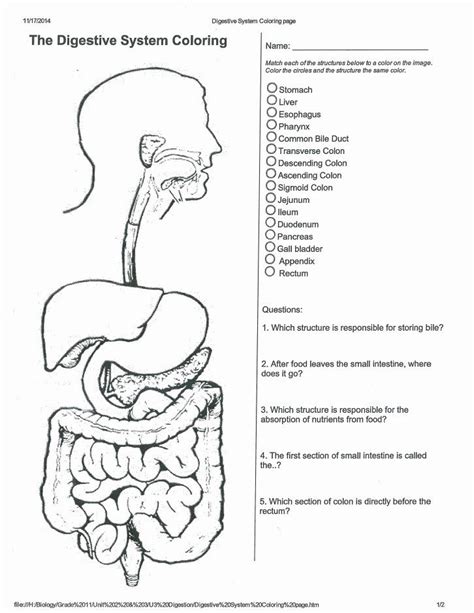 Digestive System Worksheet Answer Key Beautiful Best Of Biology