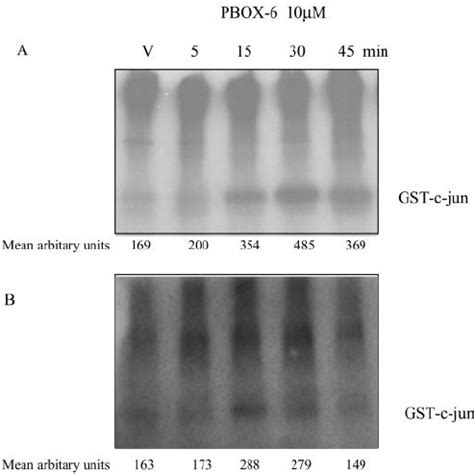 Pbox Induces A Dose And Time Dependent Phosphorylation Of Bcl Xl In