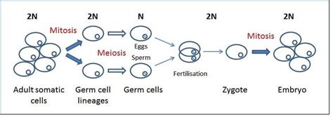 Meiosis Stages Haploid Diploid