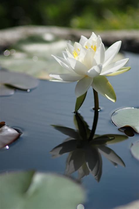 Kite Lotus Water Lilies Nature Flowers Plants Peaks Pond Plants