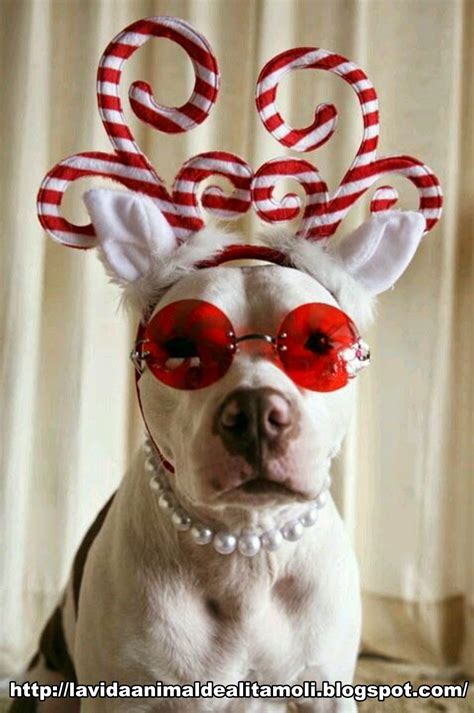 Merry Christmas Dog Meme